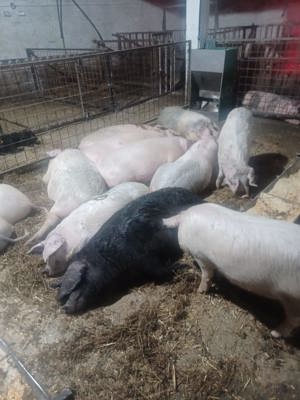 De vanzare porci crescuti natural - imagine 2