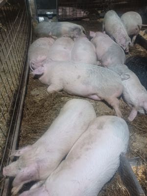 De vanzare porci crescuti natural - imagine 4