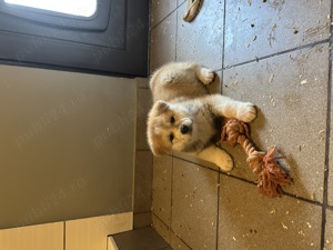 Akita Inu de vanzare - imagine 5