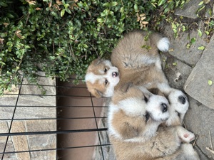 Akita Inu de vanzare - imagine 3