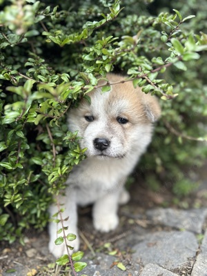 Akita Inu de vanzare - imagine 2