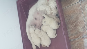 Vand pui westie , west highland white terrier - imagine 5