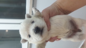 Vand pui westie , west highland white terrier - imagine 3