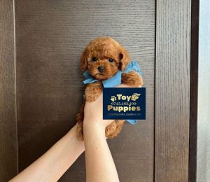 Catei Pudel Toy - Caniche - Poodle Toy roscat red de vanzare in Bucuresti! genetic pur! Livrare - imagine 2