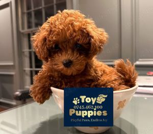 Catei Poodle Pudel Toy  Caniche Toy de Vanzare, livrare in Iasi, garantie, genetic pur! Livrare !