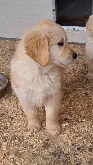 Pui golden retriever  - imagine 3