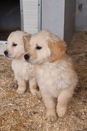 Pui golden retriever  - imagine 2