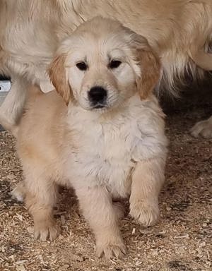 Pui golden retriever 