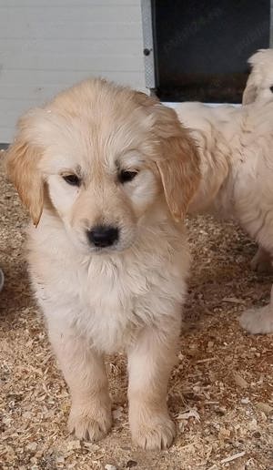 Pui golden retriever  - imagine 4