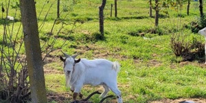 Vand Schimb tap capra pitic 