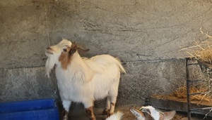 Vand Schimb tap capra pitic  - imagine 3