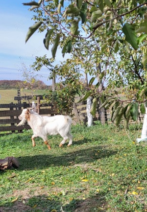 Vand Schimb tap capra pitic  - imagine 2