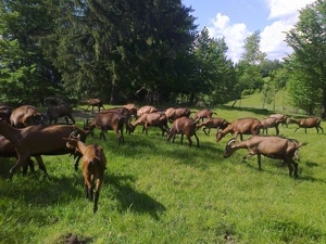 Vand tapi alpina franceza - imagine 5