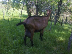 Capre alpina franceza - imagine 5