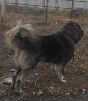Câine de pază Ciobanesc caucazian 