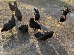 Vand oua Australorp - imagine 3