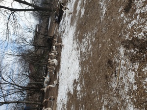 Vind giste crescute în gospodarie.