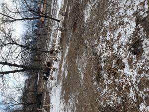 Vind giste crescute în gospodarie. - imagine 2