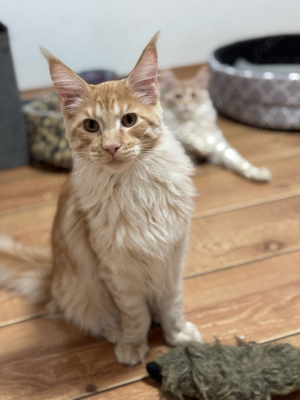 Pisicuta Maine Coon, cu pedigree FIFE, deosebita