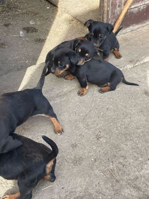 Vând căței Tekel - imagine 2 Vând căței Tekel - imagine 2