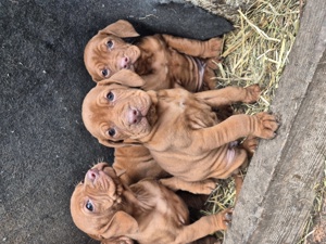 catelușe vizsla