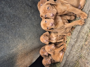 catelușe vizsla - imagine 2 catelușe vizsla - imagine 2