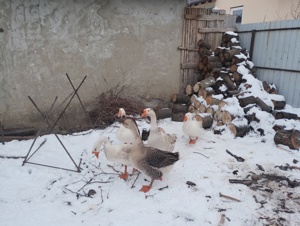 disponibili gâscani românești 