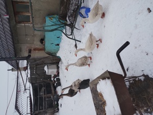 disponibili gâscani românești  - imagine 3 disponibili gâscani românești  - imagine 3