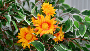 Plante si copaci artificiali + Cadou - imagine 4