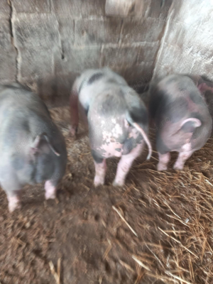 vand porci