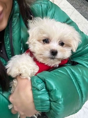 bichon maltez alb 2 luni