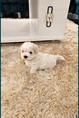 Barboncino mini Toy disponibili fete și băieți  - imagine 5