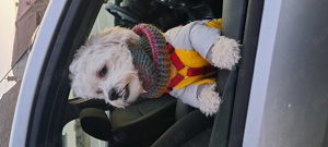 Cautam mireasa BICHON