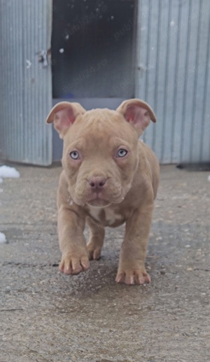 American Bully  - imagine 1