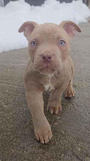 American Bully  - imagine 2