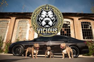 American Bully  - imagine 3
