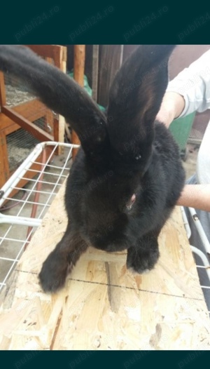 Diferite rase de iepuri 