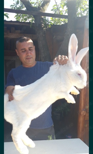 Iepuri pui și maturi 