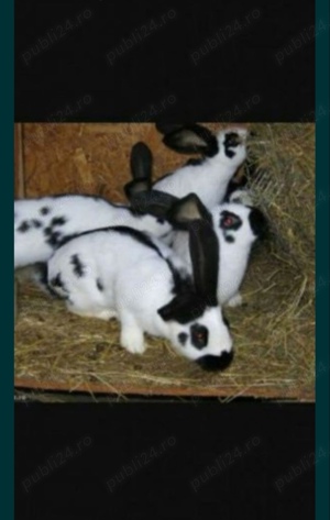 Iepuri pui și maturi  - imagine 2