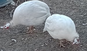 vand o pereche bibilici - imagine 3