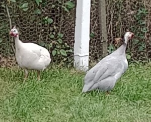 vand o pereche bibilici - imagine 2