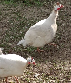 vand o pereche bibilici - imagine 4