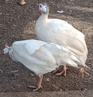 vand o pereche bibilici - imagine 5