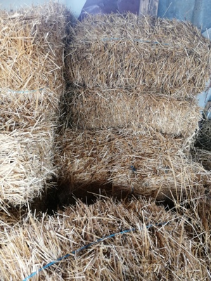 Vând baloți de lucernă,fân,paie anul 2025!