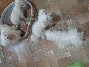 Vând căței bichon maltez