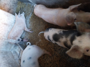 Vand porci
