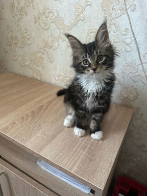 Maine coon baietei si fetițe 