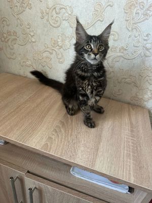 Maine coon baietei si fetite
