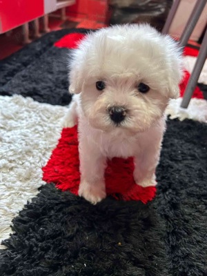 bichon maltez alb pufos  - imagine 3