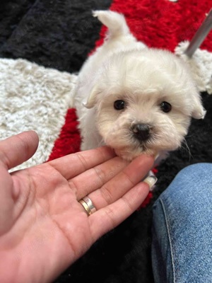 bichon maltez alb pufos  - imagine 2